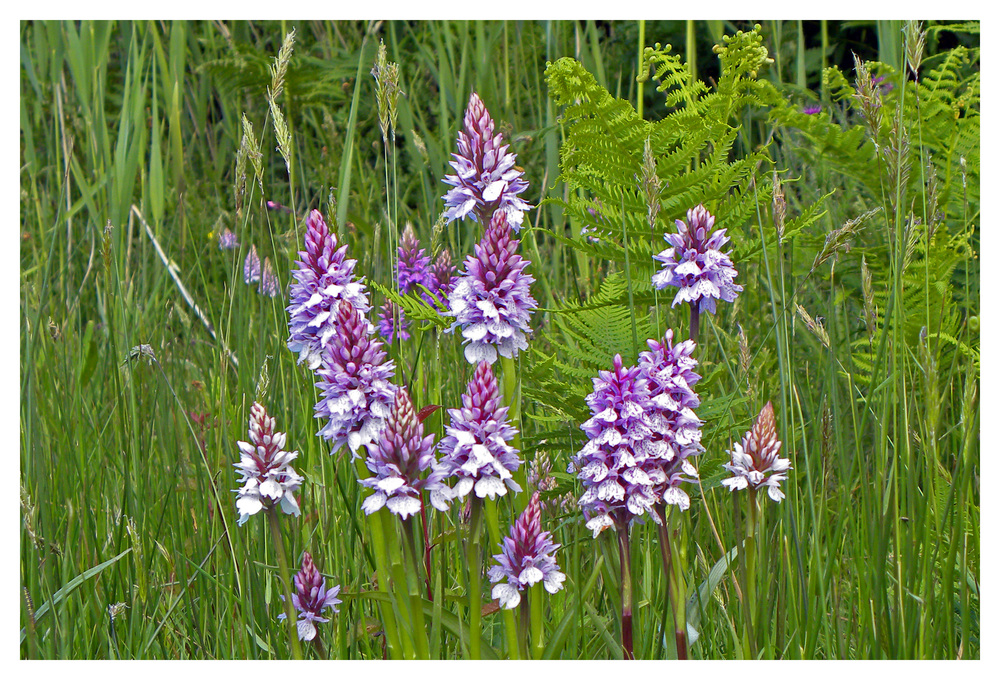 Spotted Orchid2