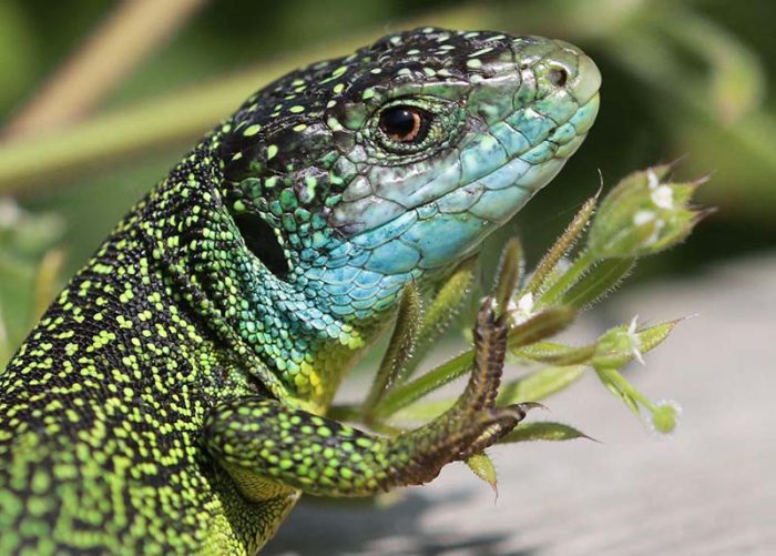 Green lizard among vegetation