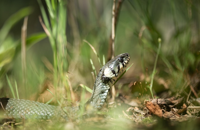 AUGUST WILD WATCH: A GUIDE TO GRASS SNAKES - RURAL