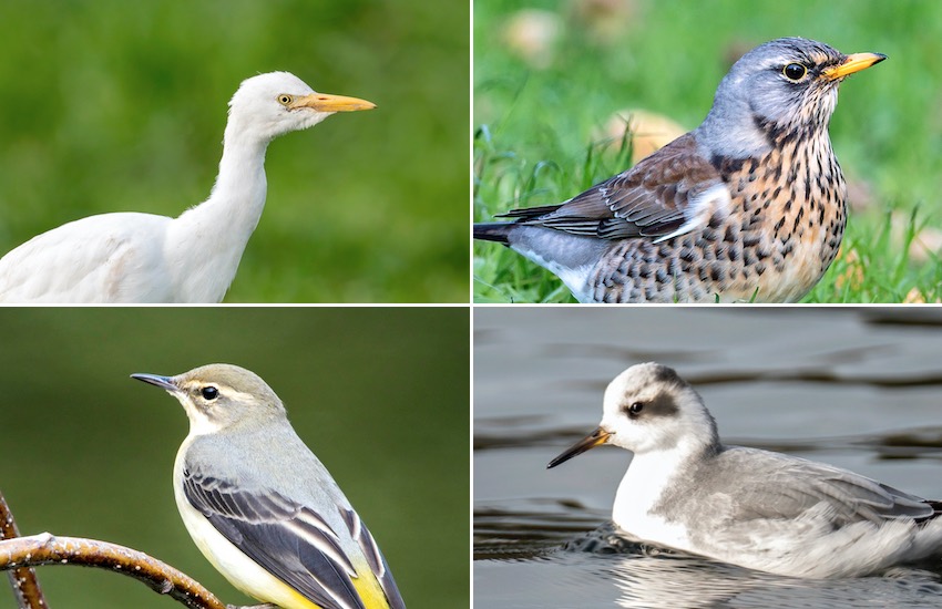 DECEMBER WILD WATCH: 4 BIRDS TO SPOT THIS WINTER - RURAL